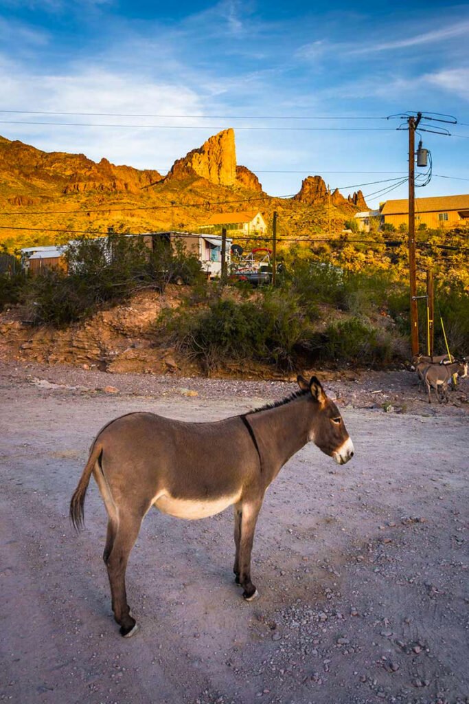 Oatman, Arizona Donkeys