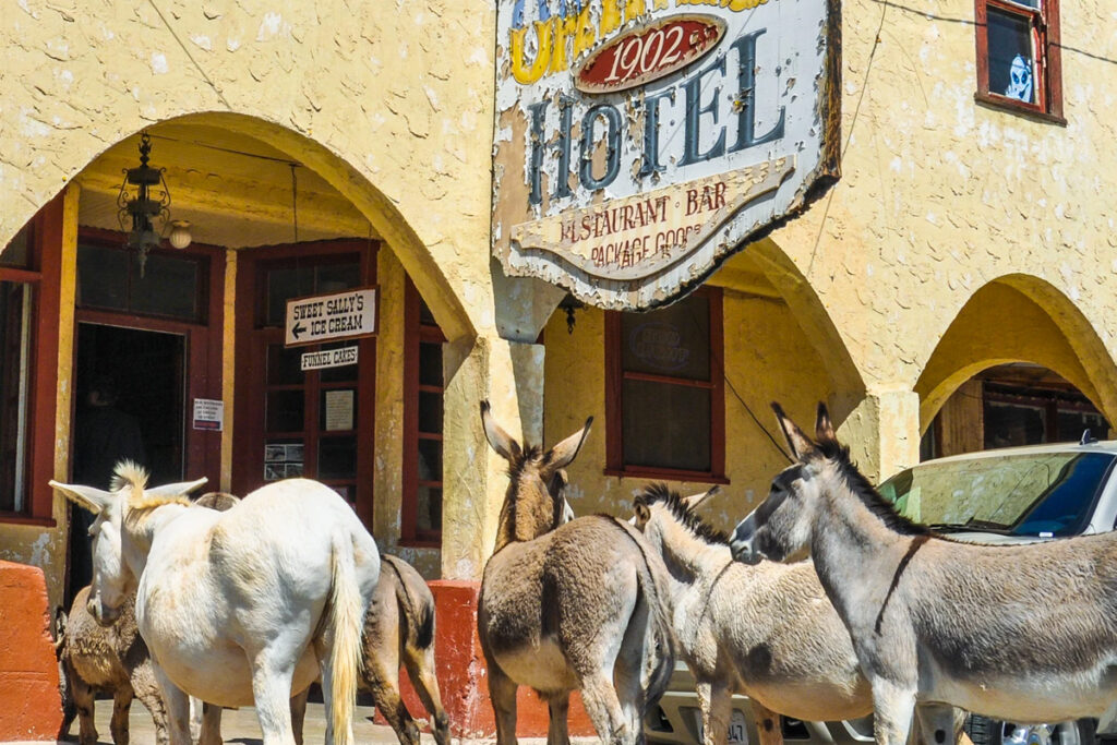 Best Things To Do Near Laughlin: Go to Oatman, AZ