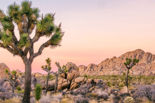 Joshua Tree National Park