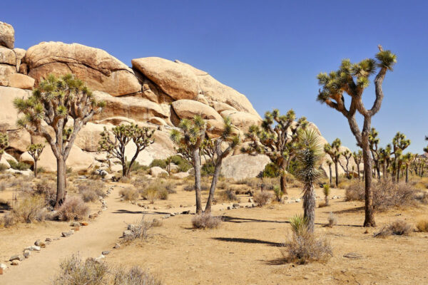 Mojave National Preserve